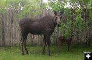 Moose. Photo by Bill Boender.