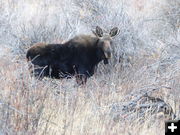 Young bull moose. Photo by Dawn Ballou, Pinedale Online.