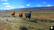 Home on the Range. Photo by Terry Allen.