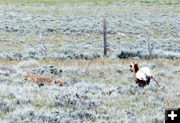 Running it off. Photo by Dawn Ballou, Pinedale Online.