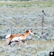 A second danger. Photo by Dawn Ballou, Pinedale Online.