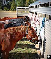 Roping horses. Photo by Terry Allen.