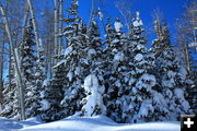 Snow trees. Photo by Fred Pflughoft.