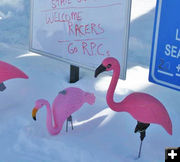 Flamingo Cup. Photo by Sublette County Ski & Snowboard Association.