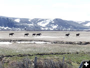 6 Moose. Photo by Clint Gilchrist, Pinedale Online.