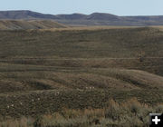 Line of pronghorn. Photo by Dawn Ballou, Pinedale Online.