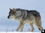 Wolf. Photo by Cat Urbigkit.