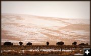 Where the Buffalo Roam. Photo by Terry Allen.