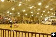 Livestock Sale. Photo by Dawn Ballou, Pinedale Online.