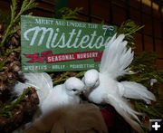 Mistletoe. Photo by Dawn Ballou, Pinedale Online.