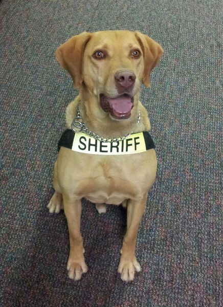 Max. Photo by Sublette County Sheriff's Office.