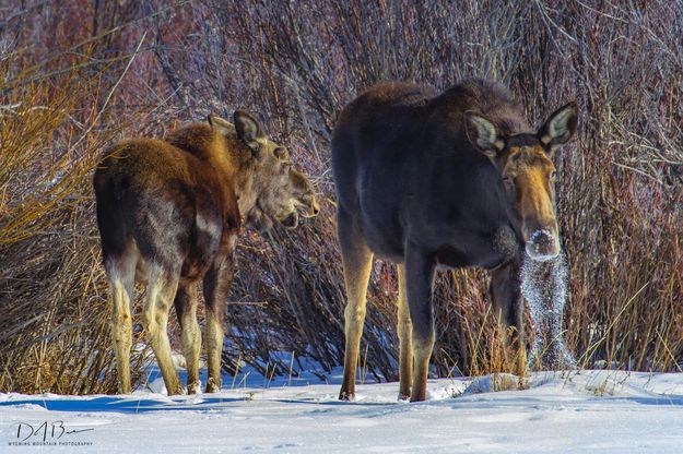 Snow Eating Moose. Photo by Dave Bell.