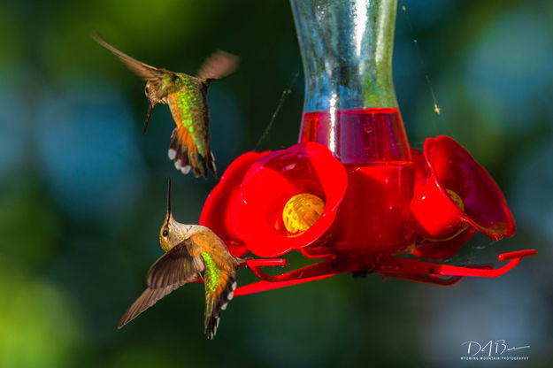 Hummers. Photo by Dave Bell.