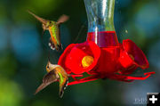 Hummers. Photo by Dave Bell.