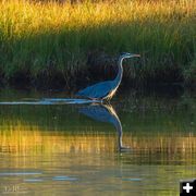Heron. Photo by Dave Bell.