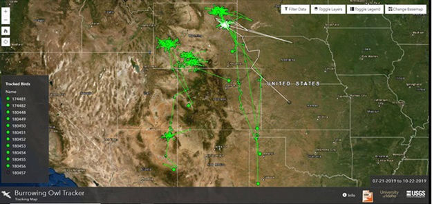 Map showing owl winter movements. Photo by Wyoming Game & Fish.