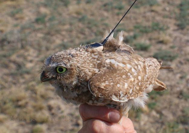 Tiny transmitter for a tiny owl. Photo by Wyoming Game & Fish.
