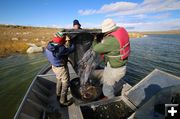 Soda Lake Fish Survey. Photo by Mark Gocke, Wyoming Game & Fish.