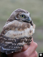 Burrowing Owl. Photo by Wyoming Game & Fish.