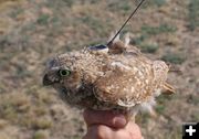 Tiny transmitter for a tiny owl. Photo by Wyoming Game & Fish.