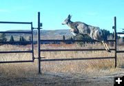 Wildlife fences. Photo by Wyoming Game & Fish.