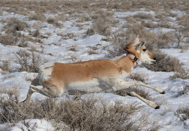 Pronghorn with collar. Photo by Wyoming Game & Fish.