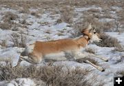 Pronghorn with collar. Photo by Wyoming Game & Fish.