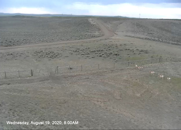 Pronghorn herd. Photo by Trappers Point Wildlife Webcam.