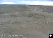 Pronghorn herd. Photo by Trappers Point Wildlife Webcam.