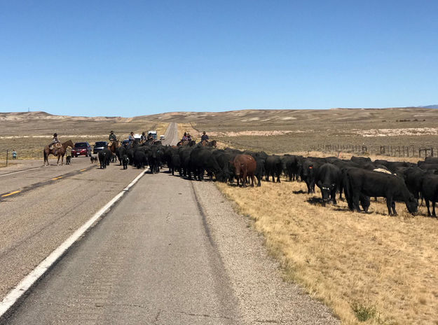 Moving cattle. Photo by John Kelly.