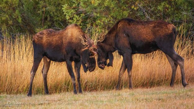 Butting heads. Photo by Dave Bell.