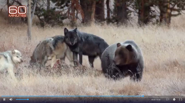 Wolves and Grizzly Bear predators. Photo by 60 Minutes.