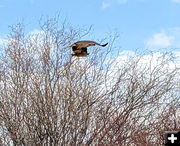 Flying low. Photo by Lena Slate.