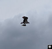 Flying away. Photo by Lena Slate.