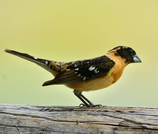 Black headed grosbeak. Photo by Rob Tolley.