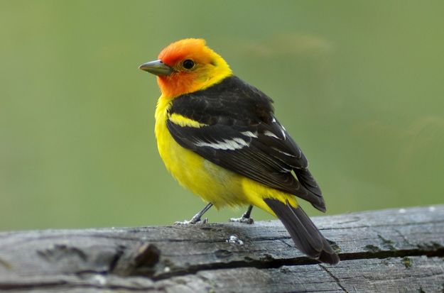 Western Tanager. Photo by Rob Tolley.