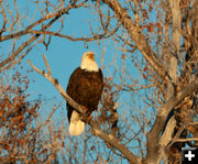 Magestic Bald Eagle. Photo by Chris Wilde.