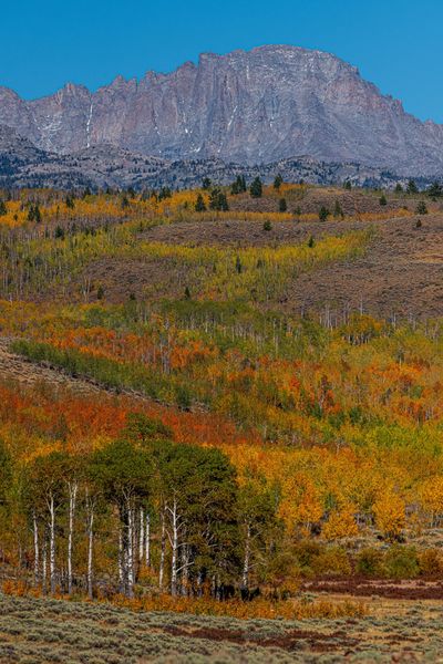 Fremont Peak fall colors. Photo by Tony Vitolo.