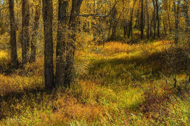 Fall colors. Photo by Dave Bell.