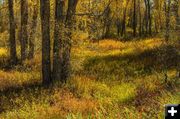 Fall colors. Photo by Dave Bell.