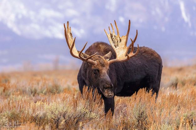 Bull Moose. Photo by Dave Bell.