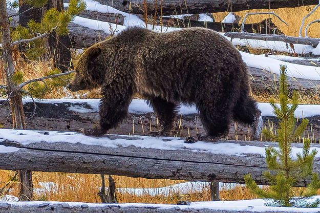 Grizzly Bear. Photo by Dave Bell.