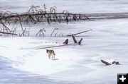 Coyote. Photo by Dave Bell.