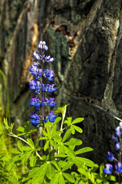 Lupine. Photo by Dave Bell.