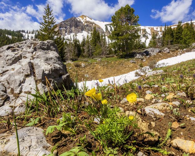 Spring Flowers And Lingering Snow. Photo by Dave Bell.