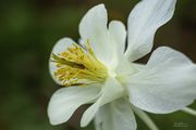 Stamens. Photo by Dave Bell.