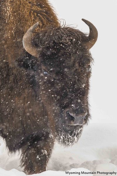 Snowy Bison. Photo by Dave Bell.
