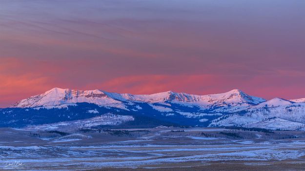 McDougall Beauty. Photo by Dave Bell.