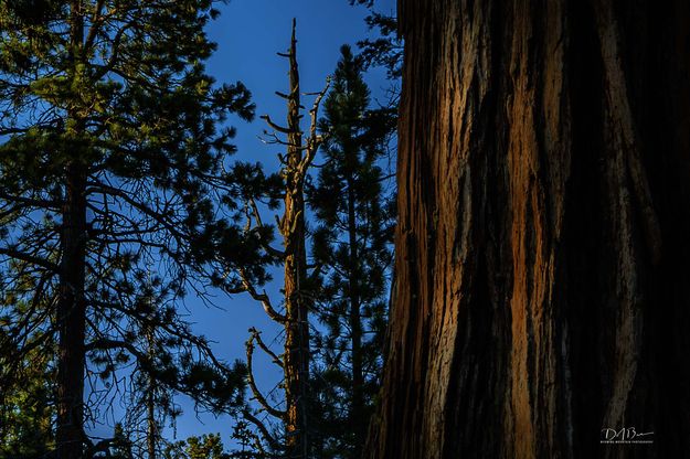 Light On Bark. Photo by Dave Bell.