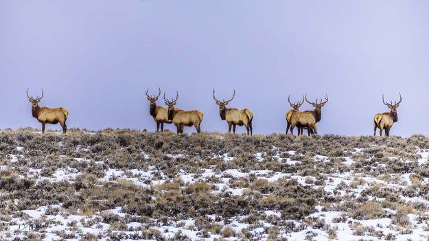 Seven Sets Of Eyes On Me!. Photo by Dave Bell.